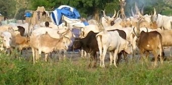 A cattle camp in South Sudan’s Lakes State, October 2012