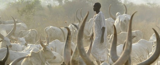A man from the Mundari tribe stands among cattle on Jan. 18, 2012 in Juba. [Photo: Kyodo/Landov]