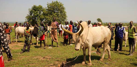 A prize bull at an earlier livestock show. FAO photo