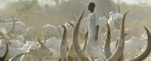 https://radiotamazuj.org/uploads/cache/article_detail_image/uploads/media/62419038971fc/cattle.jpeg
