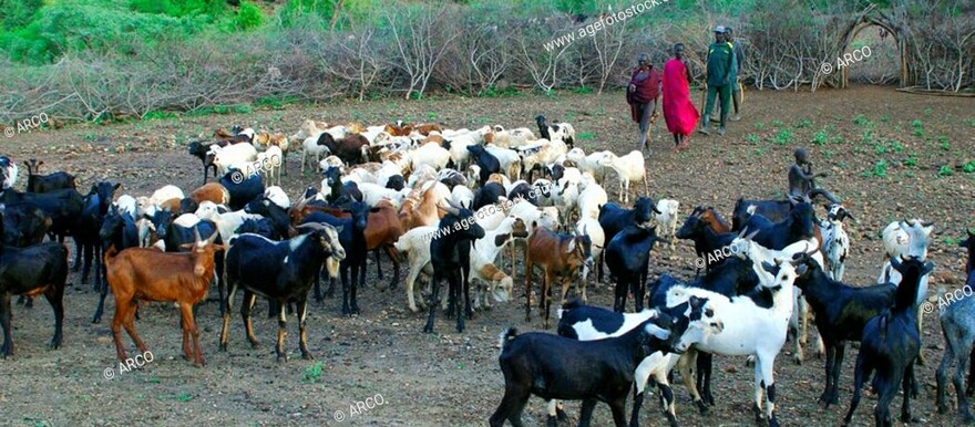 Torit authorities hand over 100 stolen goats to Hiyalla Payam | Radio ...