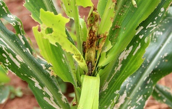 https://radiotamazuj.org/uploads/cache/article_detail_image/uploads/media/627243e712a70/army-worm.jpg
