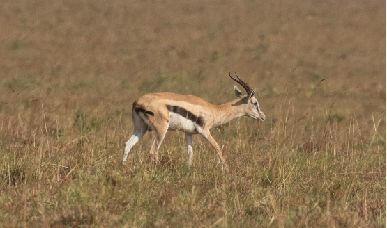 The Mongalla gazelle is commonly found in the floodplain and savanna of South Sudan. (Courtesy photo)