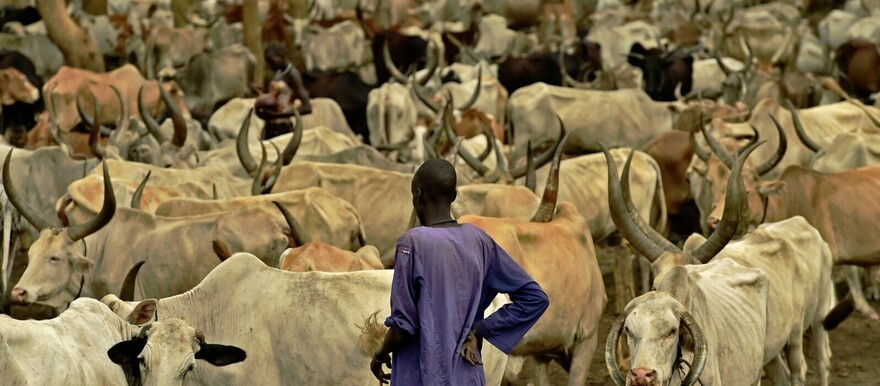 A herder stands at a cattle camp in Toch, Warrap state, South Sudan, April 24, 2016. [Photo: AFP]