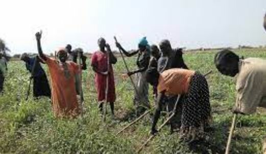 Women in Agok in Abyei clearing a garden at the start of the rainy season. (UNISFA photo)