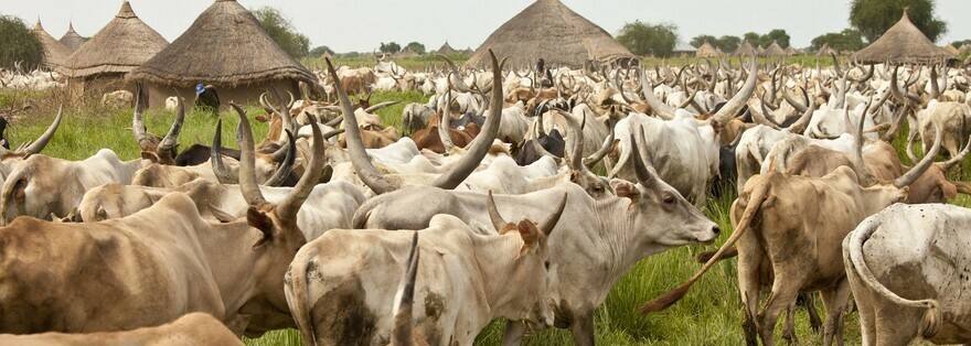 Foreigners nabbed in suspected Budi County cattle raid | Radio Tamazuj