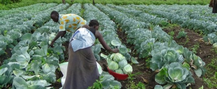 https://radiotamazuj.org/uploads/cache/article_detail_image/uploads/media/65718bc7df6a7/farmers.png