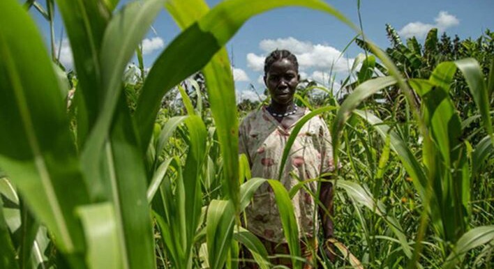 A woman stands in her maize garden. (File photo)