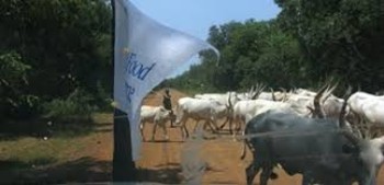 Photo: Cattle cross a road in South Sudan. (Radio Tamazuj