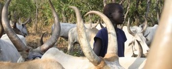 Photo: A young boy herding cattle in South Sudan. (Radio Tamazuj)