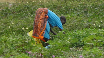 File photo: A woman picking green vegetables in her farm in Bor on February 28, 2017. (Radio Tamazuj)