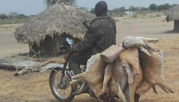 File photo: A South Sudanese man carrying two antelopes on his motorcycle in Kapoeta (Radio Tamazuj)