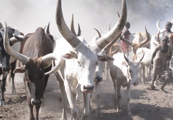 Cattle in Jonglei, South Sudan. (Credit: Oxfam)