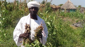 2014, Blue Nile State, Sudan: Mohamed Bana stands alongside his crops in Ed Damazine, in Sudan's Blue Nile State. Credit: OCHA