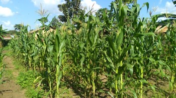 A maize farm in Yei town (Radio Tamazuj).jpg