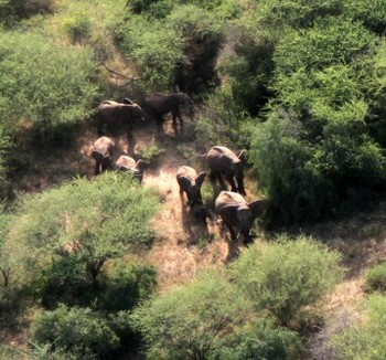 Aerial view of African elephants in South Sudan. [Photo: P.Elkan/WCS]