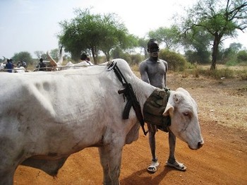 south cattle bor jonglei county gunmen steal