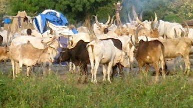 5 die in Tonj North cattle raid – official - Vimarsana News