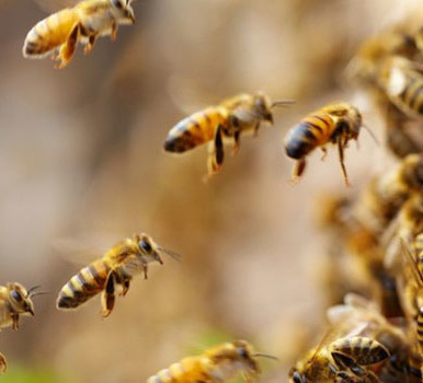 Bees sting herder to death in Hiyalla, Torit County - Vimarsana News