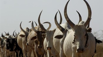 Over 200 stolen cattle returned to owners in Lainya - Vimarsana News