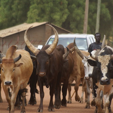 Herdsman killed, over 4,000 cows raided in Uror County - Vimarsana News