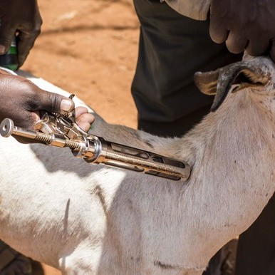 livestock-vaccination-campaign-underway-in-duk-county