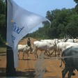 Photo: Cattle cross a road in South Sudan. (Radio Tamazuj)