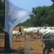 Photo: Cattle cross a road in South Sudan. (Radio Tamazuj