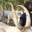 Photo: A young boy herding cattle in South Sudan. (Radio Tamazuj)