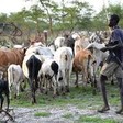 File photo: A cattle herder in South Sudan