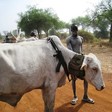 File photo: A cattle herder in South Sudan