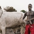 File photo: A South Sudanese man guards his cattle. (Credit: Tariq Zaidi)