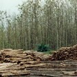 South Sudan's teak plantations and forests have been depleted amidst war and other conflicts. (Courtesy photo)