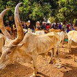 A cattle auction market in Wau. (Courtesy photo)