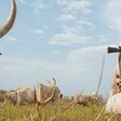 An armed pastoralist grazing cattle in South Sudan. (Courtesy photo)