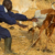 Animal vaccination begins in Fashoda