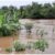 Pochalla farmers count losses amidst torrential rains