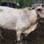 Lumpy disease outbreak kills over 200 cattle in Lakes State