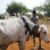 Jonglei authorities alarmed by escalating cattle raids amid peace efforts