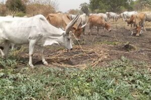 Mayor bans keeping and movement of livestock in Juba