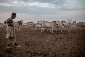 Sudanese cattle migration commences in N. Bahr el Ghazal