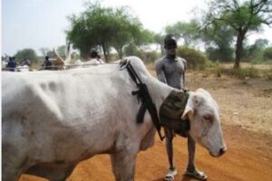 Herdsman killed, 3,000 cattle raided in Gumuruk County clashes